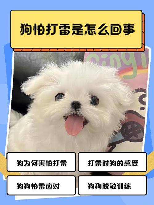 狗狗为什么怕打雷?