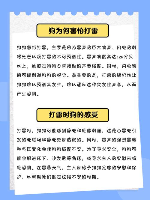 泰迪犬很害怕打雷声,该怎么处理?