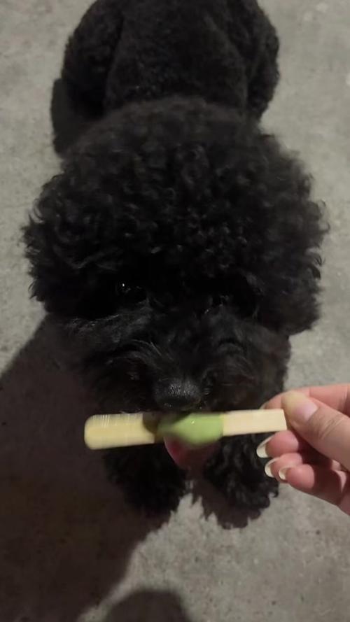 狗狗可以吃甜的东西吗