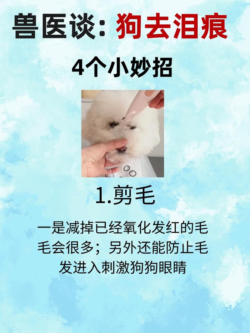 狗狗去泪痕小窍门