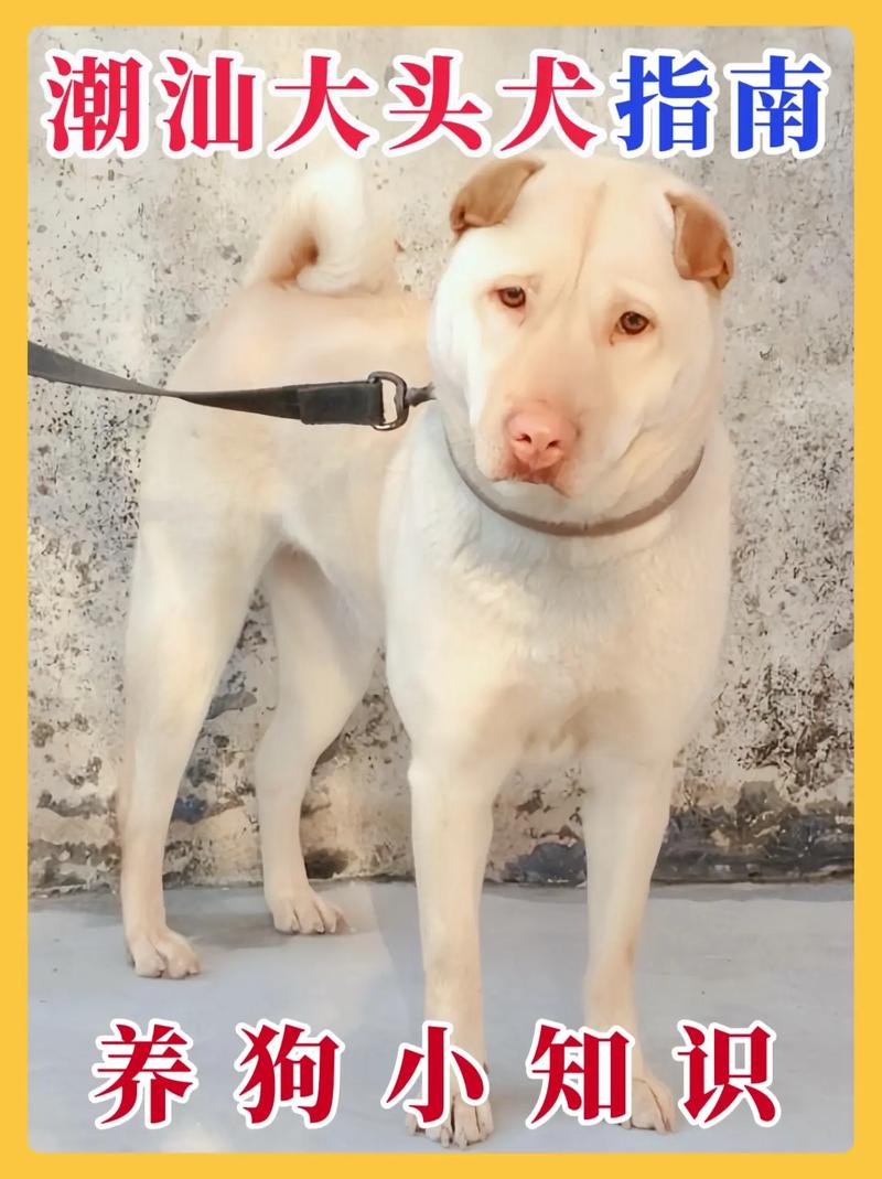 大头狗狗有哪些品种