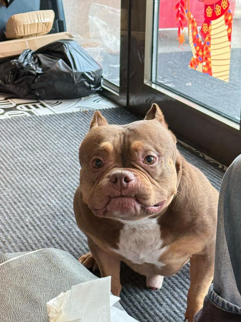 狗狗的品种有哪些?