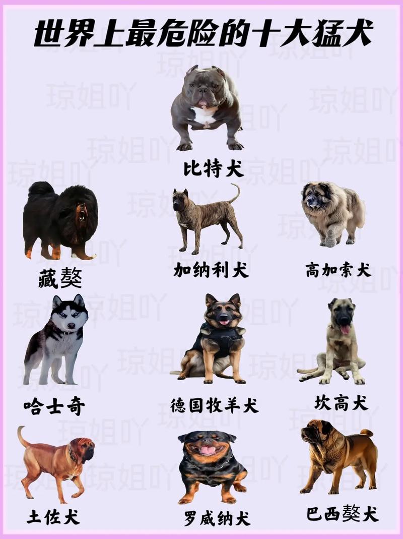 大型狗狗排名榜前十名