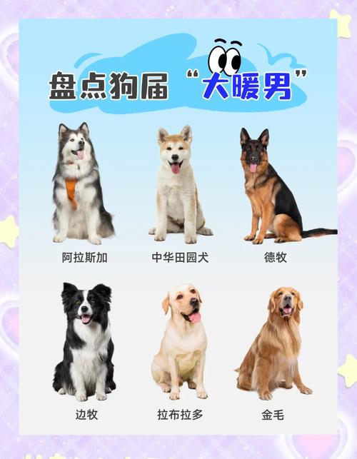 在北京可以养的狗狗品种有哪些?