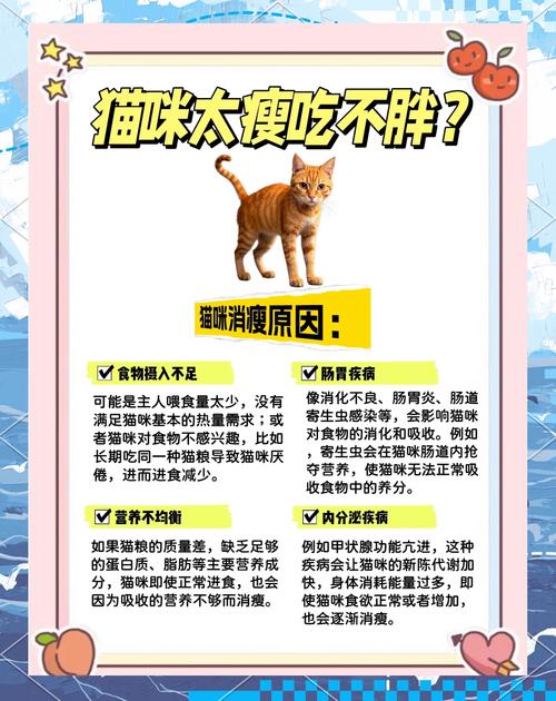 猫咪太瘦了吃什么