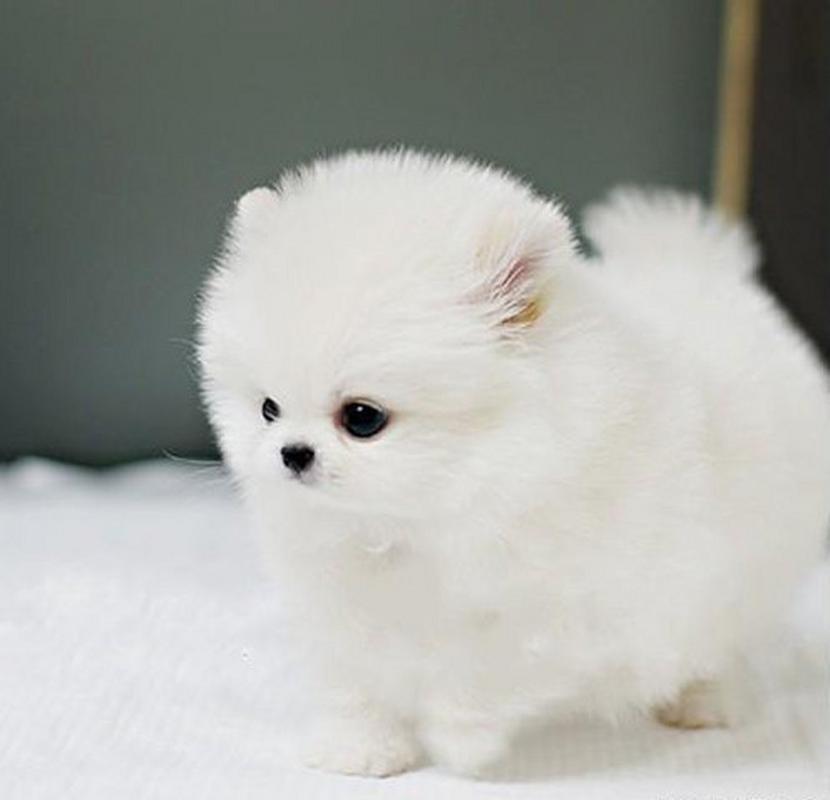 什么狗狗长不大