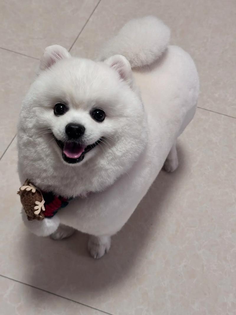 有没有那种长不大的小土狗的