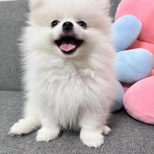 有什么长不大的狗狗,而且听话聪明?