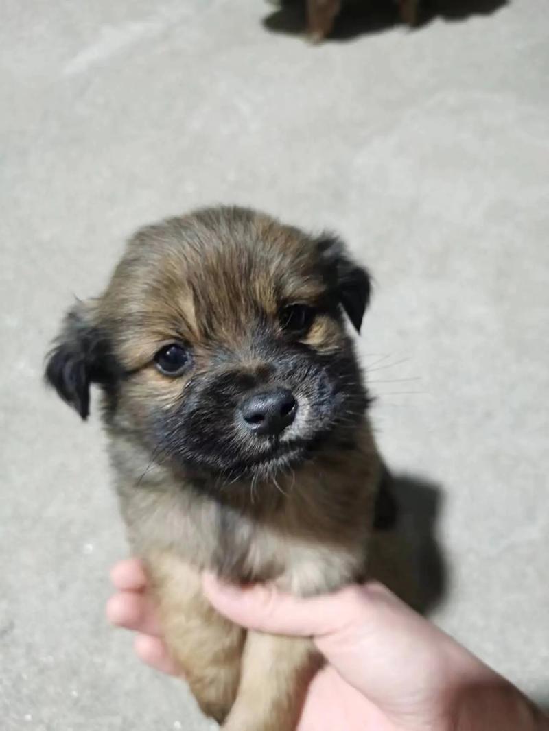 有没有养不大的狗狗?