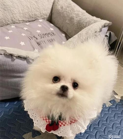 什么狗狗永远长不大?哪种狗狗是永远长不大的?