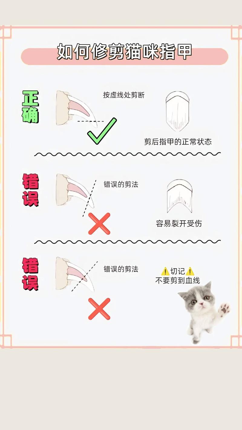 怎么给猫咪剪指甲