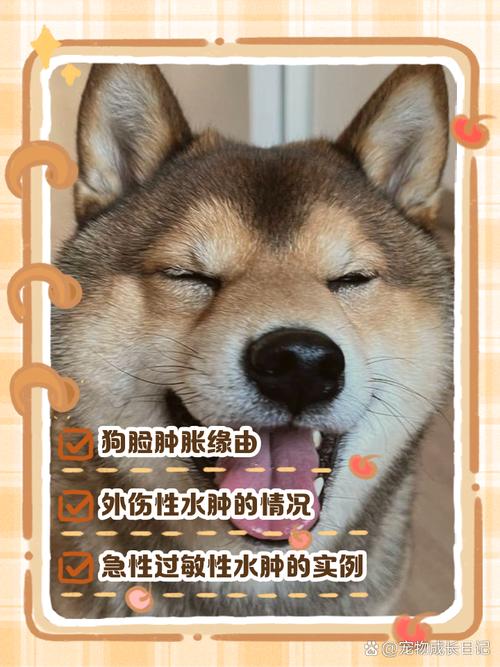 狗狗脸肿了怎么回事还吐血