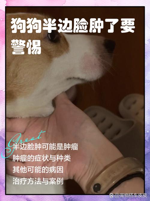 狗狗脸肿了怎么办