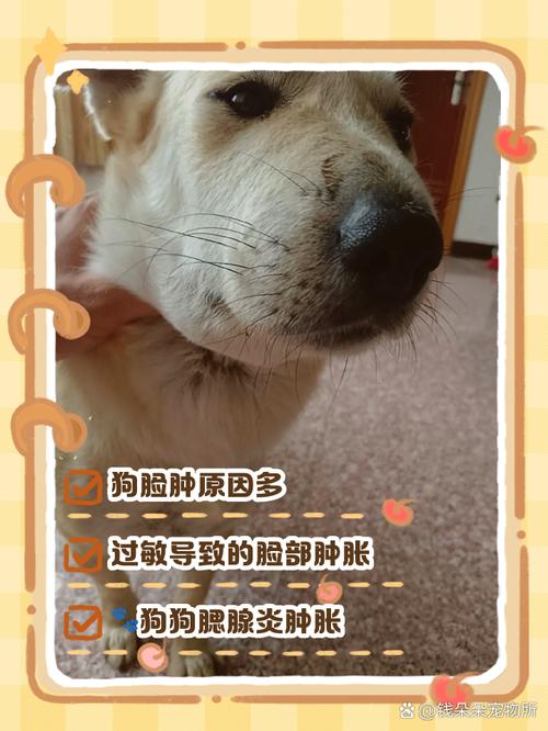 狗狗打针后脸肿了怎么回事?