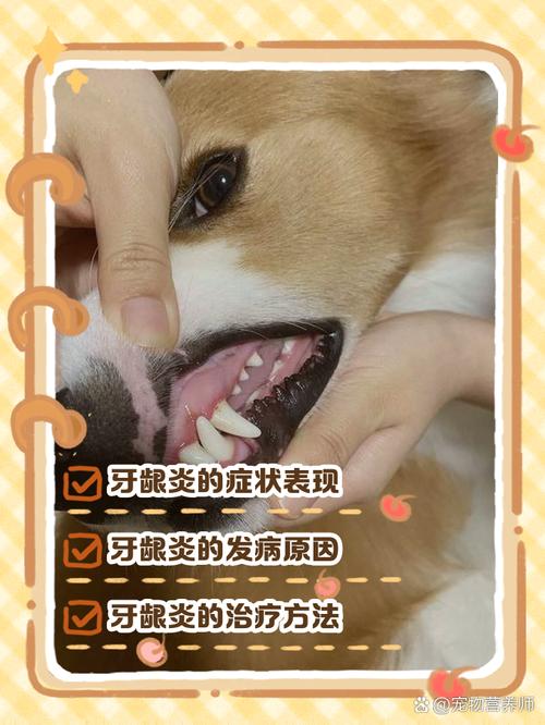 狗换牙期脸肿了,怎么办?