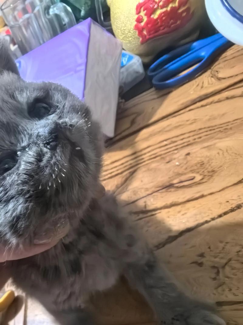 猫咪胡子太长可以给它剪短吗