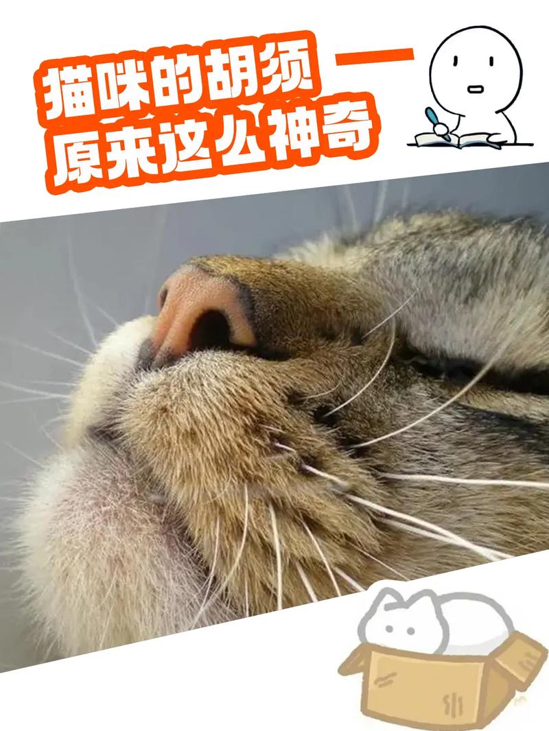 猫咪为什么眼睛上面有胡子
