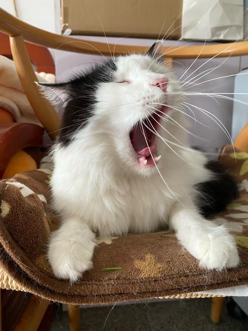 猫咪的胡须有什么作用