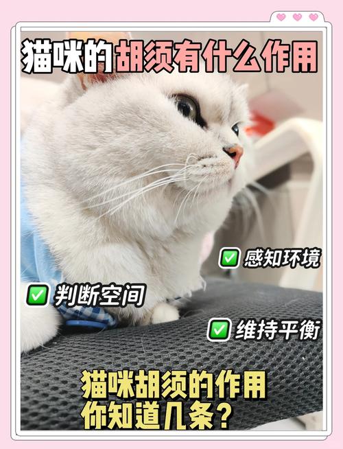 猫咪的小胡子,居然有六个神奇的功能,你知道吗?