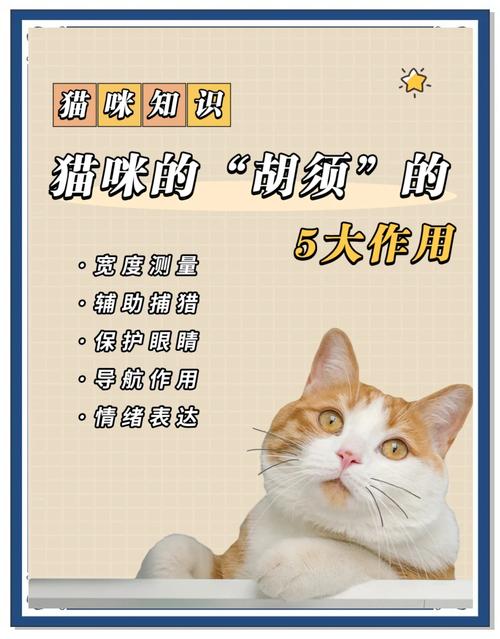猫咪的胡子有什么作用