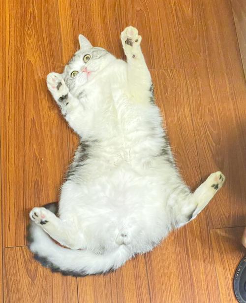 猫为什么不能戴铃铛