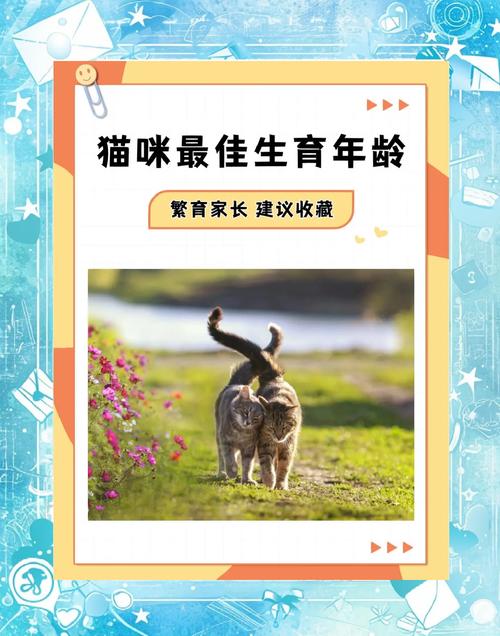 猫咪多大的时候生育小猫最合适?