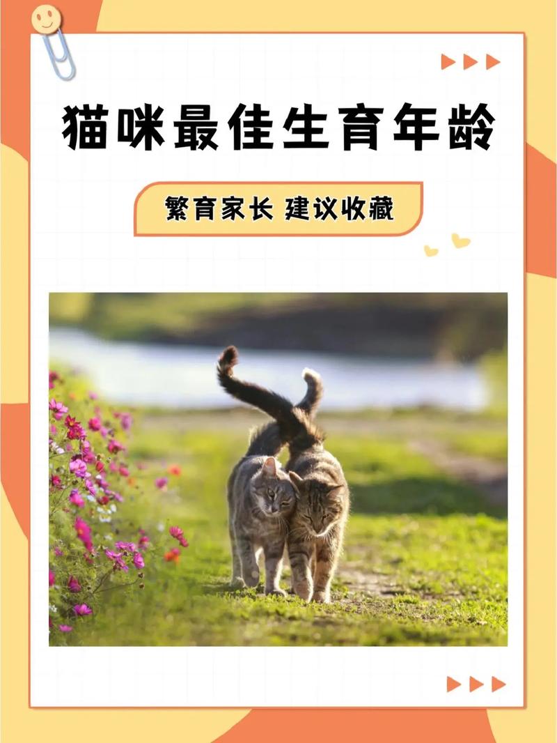 猫咪多大生小猫比较好