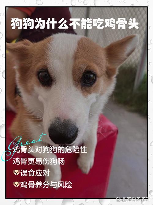 狗吃鸡肉的好处和坏处