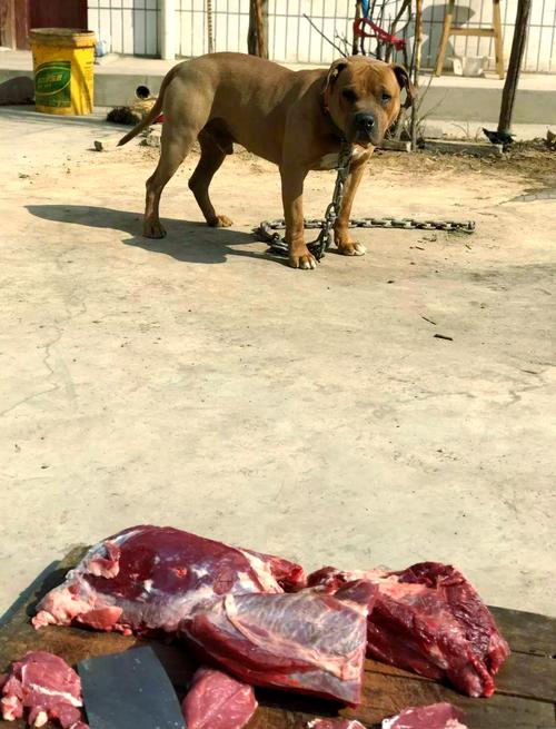 狗怀孕吃鸡肉会滑胎吗