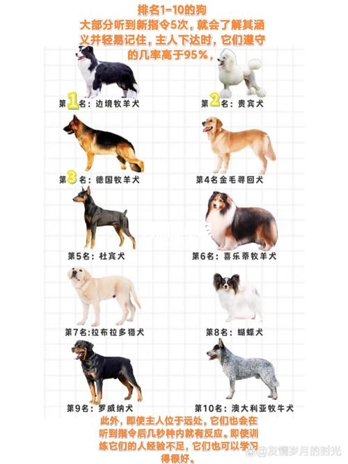 什么品种狗狗最聪明又好养