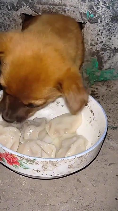 狗吃韭菜中毒症状有哪些表现