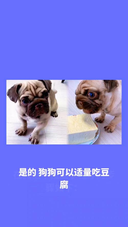 法斗可以吃豆腐脑吗?