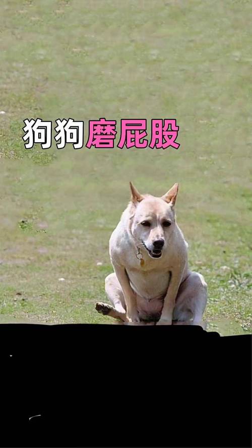 狗狗不停蹭屁股有6个原因