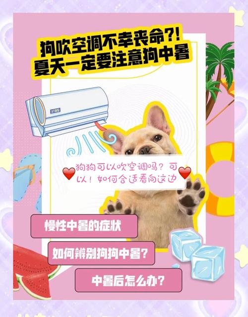 狗狗在空调房睡觉,需要注意些什么?