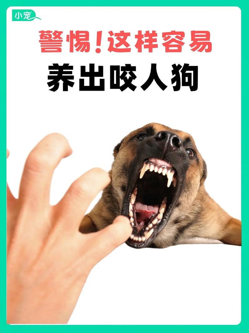 狗护食咬主人怎么办