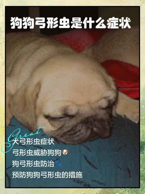 狗狗身上都有弓形虫吗