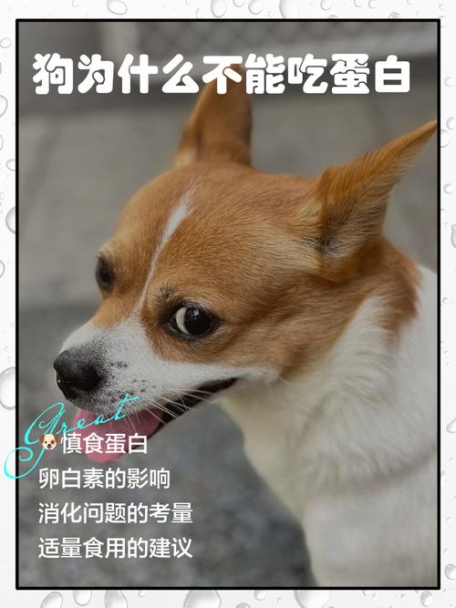 狗狗能不能吃人吃的蛋白粉?