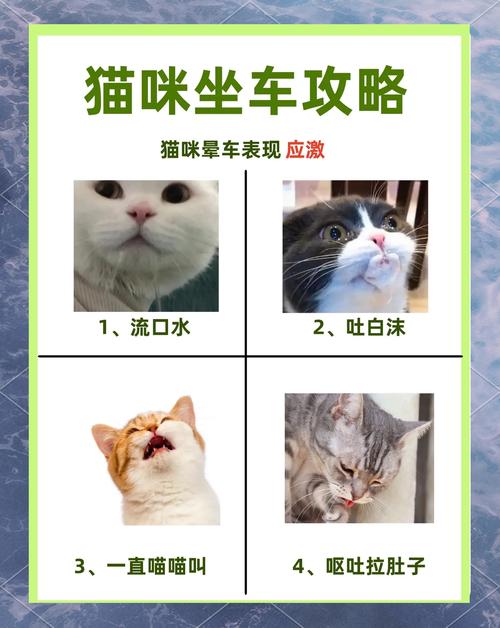 怎么把猫咪从外地带回家?