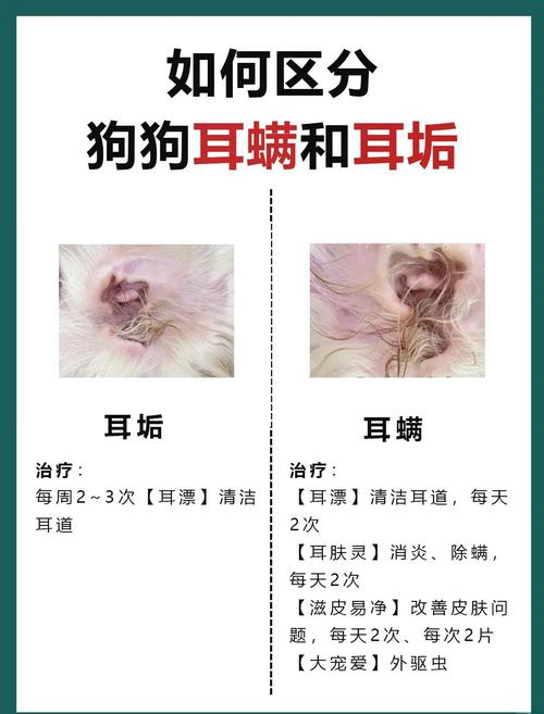 狗狗耳朵为什么容易堆积耳屎