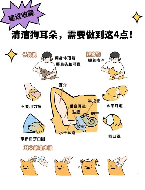 狗狗耳道有耳屎怎么办?