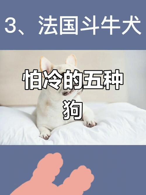 这5种狗狗,冬天最怕“冷”!