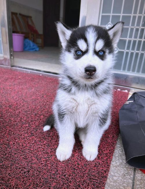 狗狗冬天怕冷吗