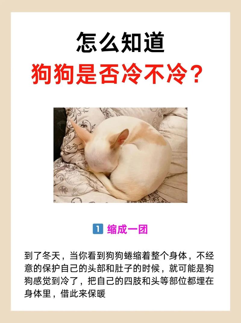 冬天狗狗怕冷吗?