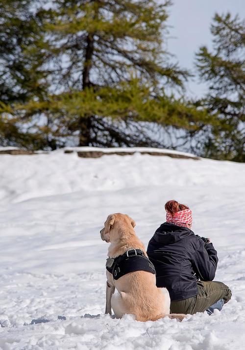 狗狗冬天在室外怕冷吗