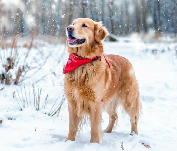 泰迪狗狗怕冷吗?东北冬天可以外出吗?