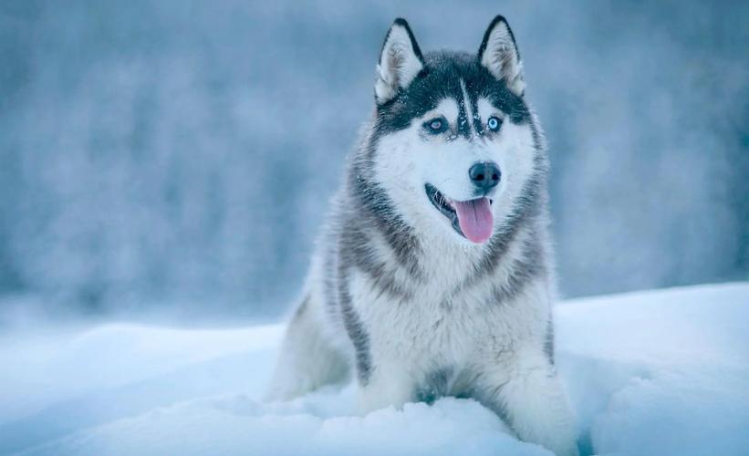 狗狗怕冷是怎么回事