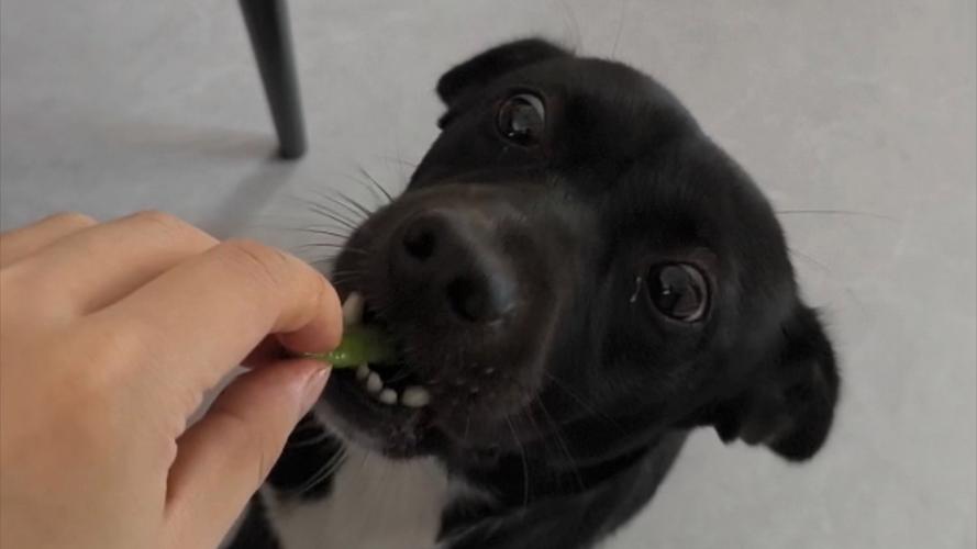 狗狗能吃生扁豆吗?