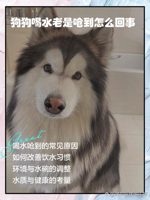 狗狗鼻子呛到了怎么办