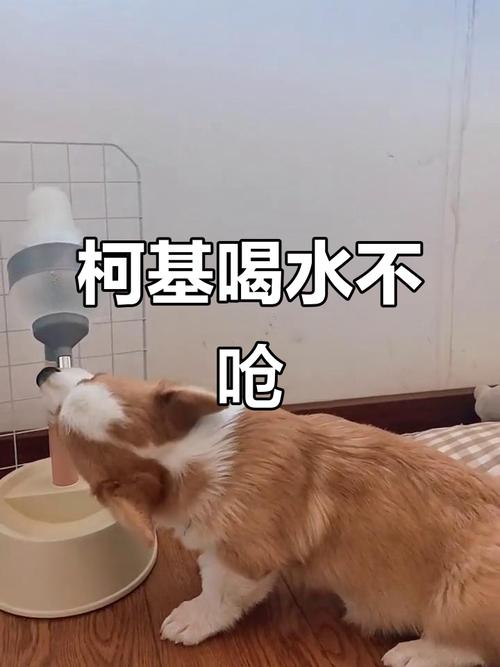 狗狗喝水吃饭被呛到怎么办