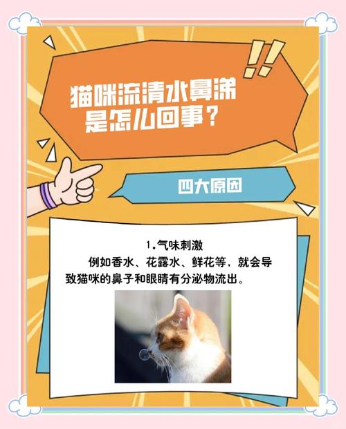 猫有鼻涕怎么办